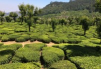 There are more than 50 tea estates in and around Munnar. Tea bushes are planted one to 1.5 meters apart to follow the natural contours of the landscape.