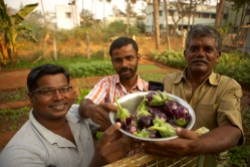 Librarian and organic gardening specialist who also grew up at FFC, Thangaraj, left spearheads the garden operation. He estimates that Families For Children saves 10,000 Rupees, about US$170 every three months by producing some of its own vegetables. Working with Kumar, center, and Duraiseamy, right, who also works as a driver for the orphanage, they show off the day’s eggplant harvest.